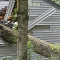 Can a big tree fall through a house?