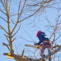 How do you know if a tree needs to be removed?