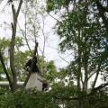 Top Tree Care Mistakes Homeowners Should Avoid