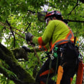 What questions should i ask an arborist?