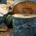What happens to a tree stump over time?
