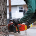 When should a tree be removed?