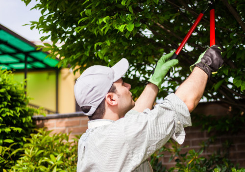 Professional Vs Diy Tree Care: What Should Homeowners Choose?