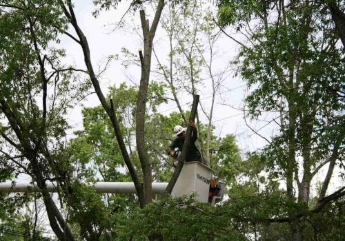 Top Tree Care Mistakes Homeowners Should Avoid