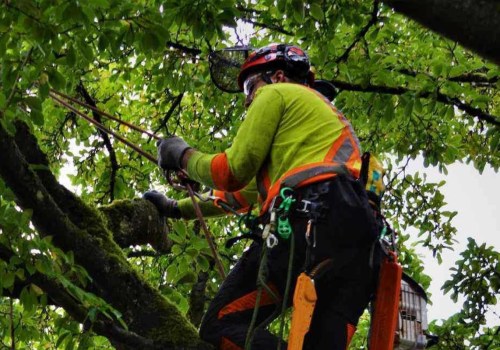 What questions should i ask an arborist?