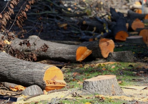 Is cutting down dead trees good for the environment?